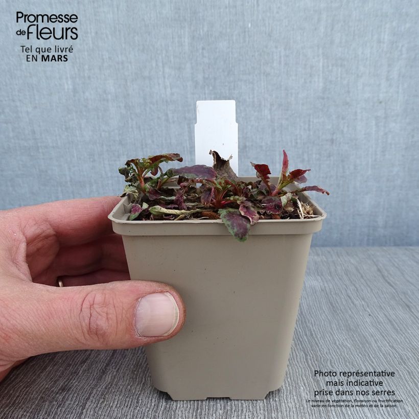 Oenothera speciosa Twilight - Evening Primrose 8/9 cm pot sample as delivered in winter