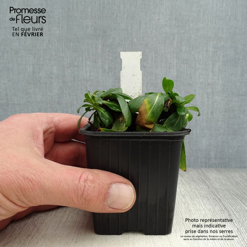 Oenothera fruticosa Sonnenwende - Evening Primrose 8/9 cm pot sample as delivered in winter