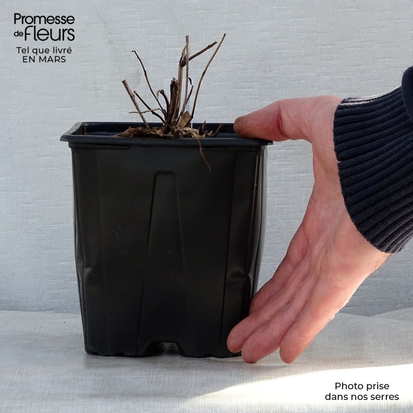 Oenothera fruticosa Sonnenwende - Evening Primrose 2L/3L pot sample as delivered in spring
