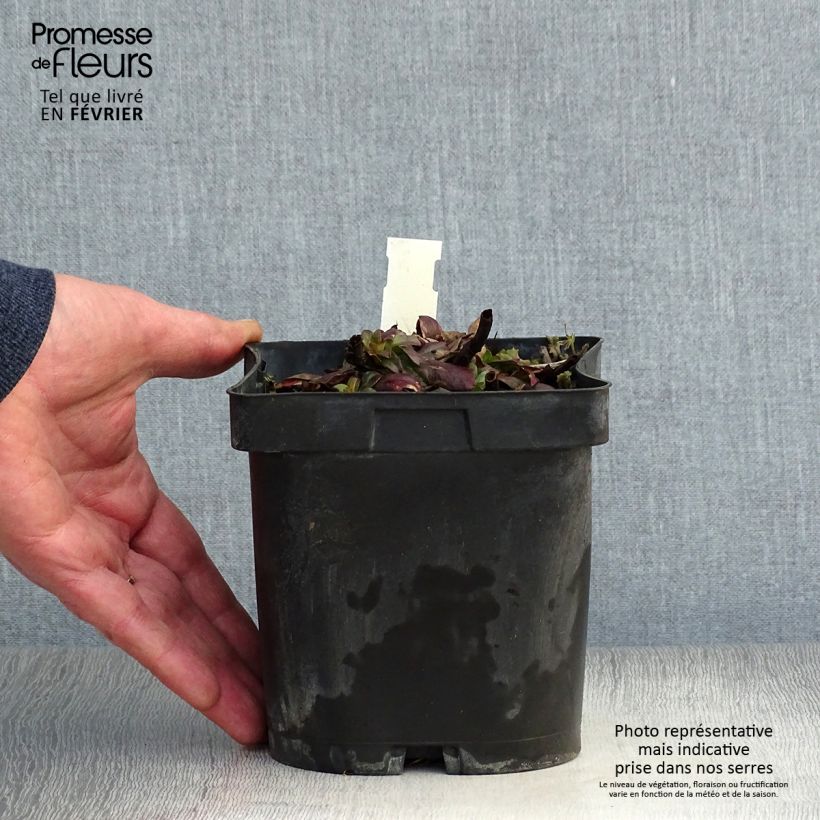 Oenothera fruticosa Sonnenwende - Evening Primrose 2L/3L pot sample as delivered in winter