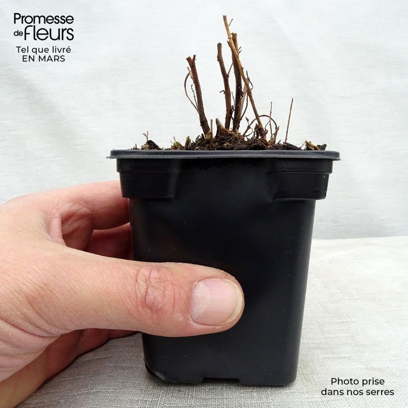 Oenothera speciosa - Evening Primrose 7/8 cm pot sample as delivered in spring