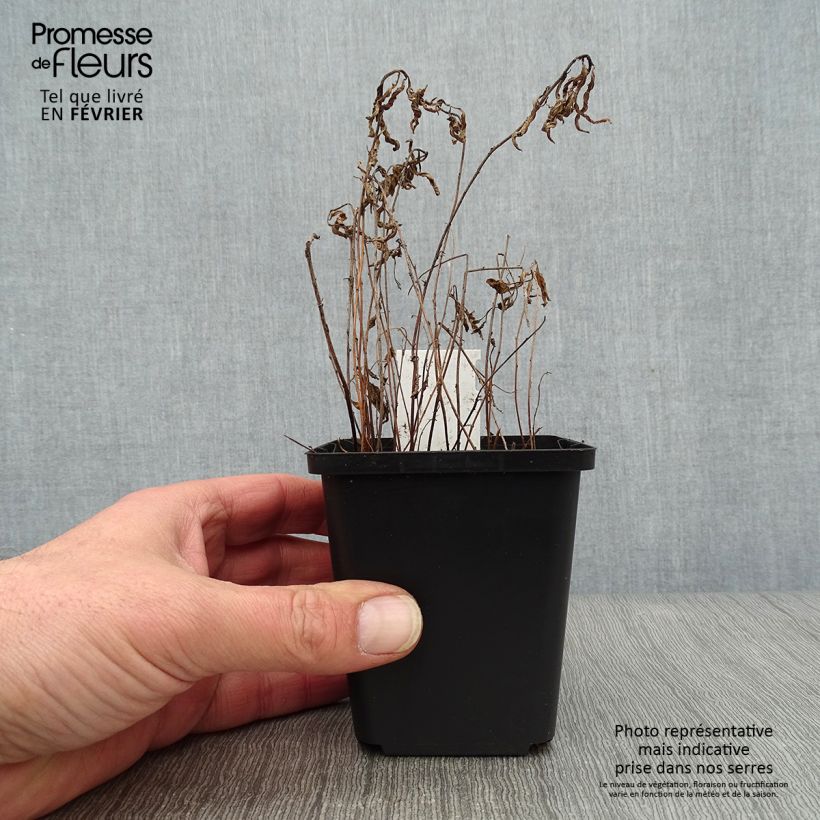 Oenothera speciosa Siskiyou - Evening Primrose 8/9 cm pot sample as delivered in winter