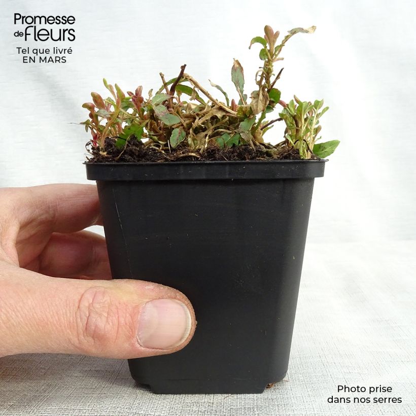 Oenothera speciosa Siskiyou - Evening Primrose 8/9 cm pot sample as delivered in spring