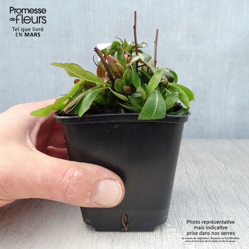 Oenothera tetragona - Evening Primrose 8/9 cm pot sample as delivered in spring