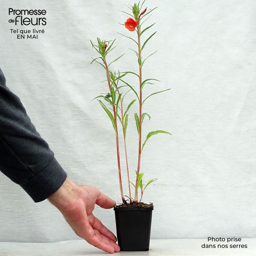 Oenothera versicolor - Red Evening Primrose 8/9 cm pot sample as delivered in spring