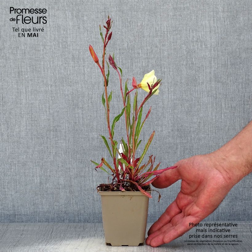 Oenothera stricta Sulphurea - Evening Primrose 8/9 cm pot sample as delivered in spring