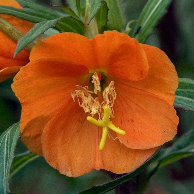 Oenothera versicolor Sunset Boulevard - Red Evening Primrose (Flowering)