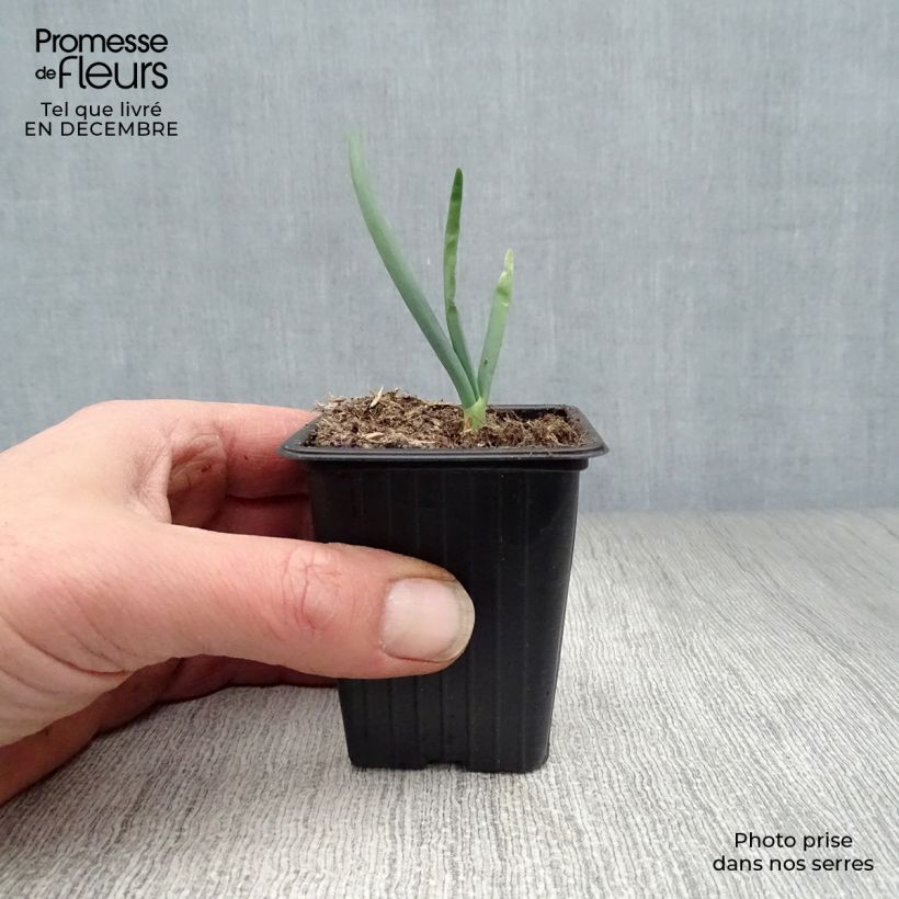 Tree onion - Allium proliferum 7/8 cm pot sample as delivered in winter