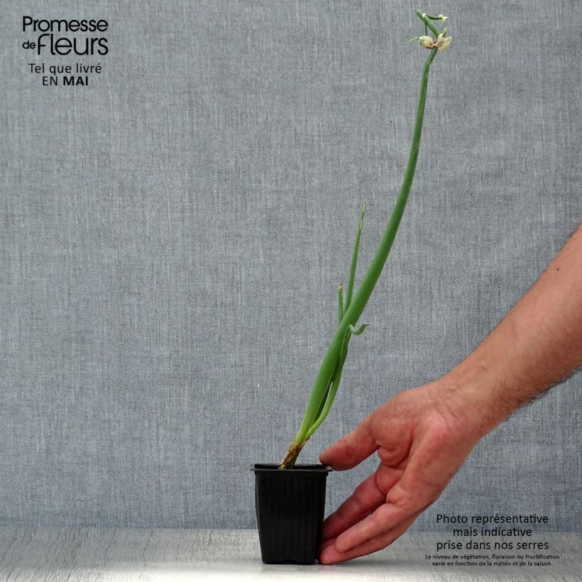 Tree onion - Allium proliferum 7/8 cm pot sample as delivered in spring