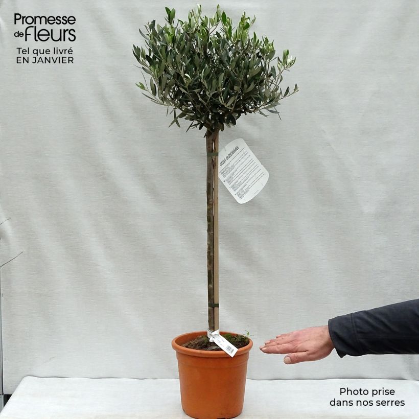 Olea europaea Stem - Olive 4L/5L pot sample as delivered in winter