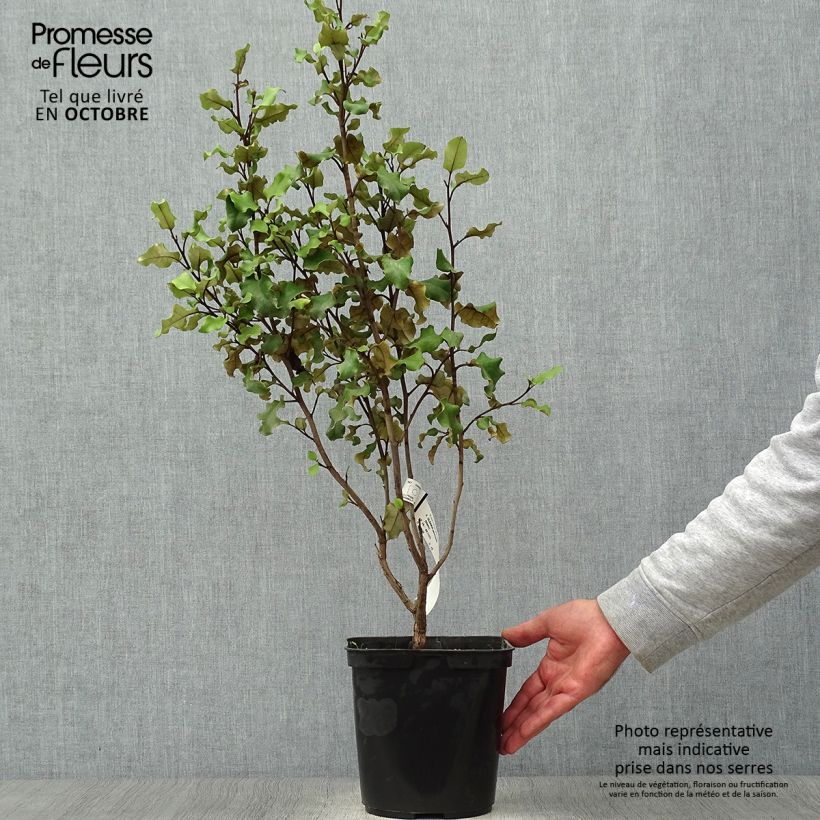 Olearia paniculata 4L/5L pot sample as delivered in autumn