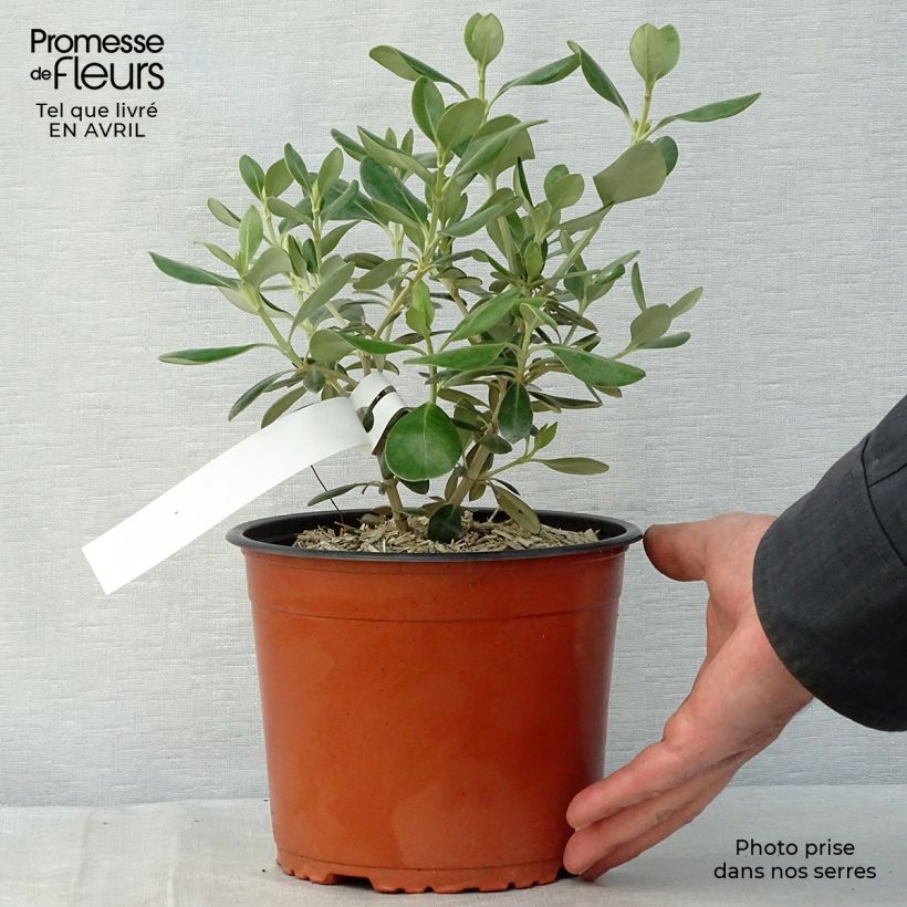 Olearia traversii - Daisy Bush 2L/3L pot sample as delivered in spring