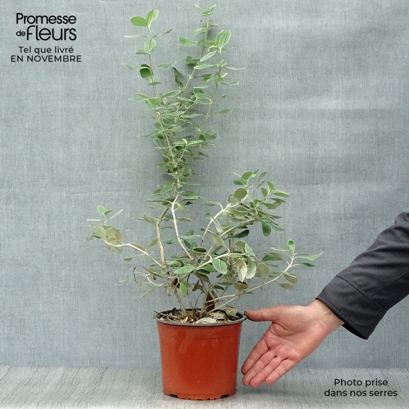 Olearia traversii - Daisy Bush 2L/3L pot sample as delivered in autumn
