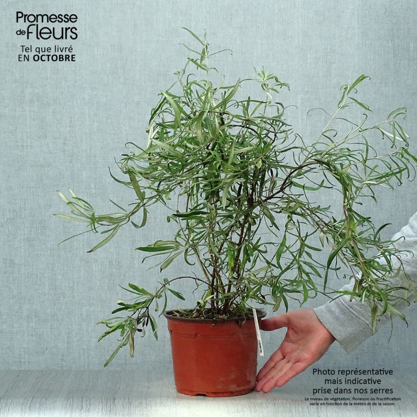 Olearia virgata - Daisy Bush 2L/3L pot sample as delivered in autumn