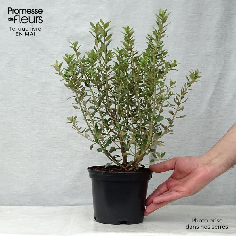 Olearia haastii - Daisy Bush 2L/3L pot sample as delivered in spring