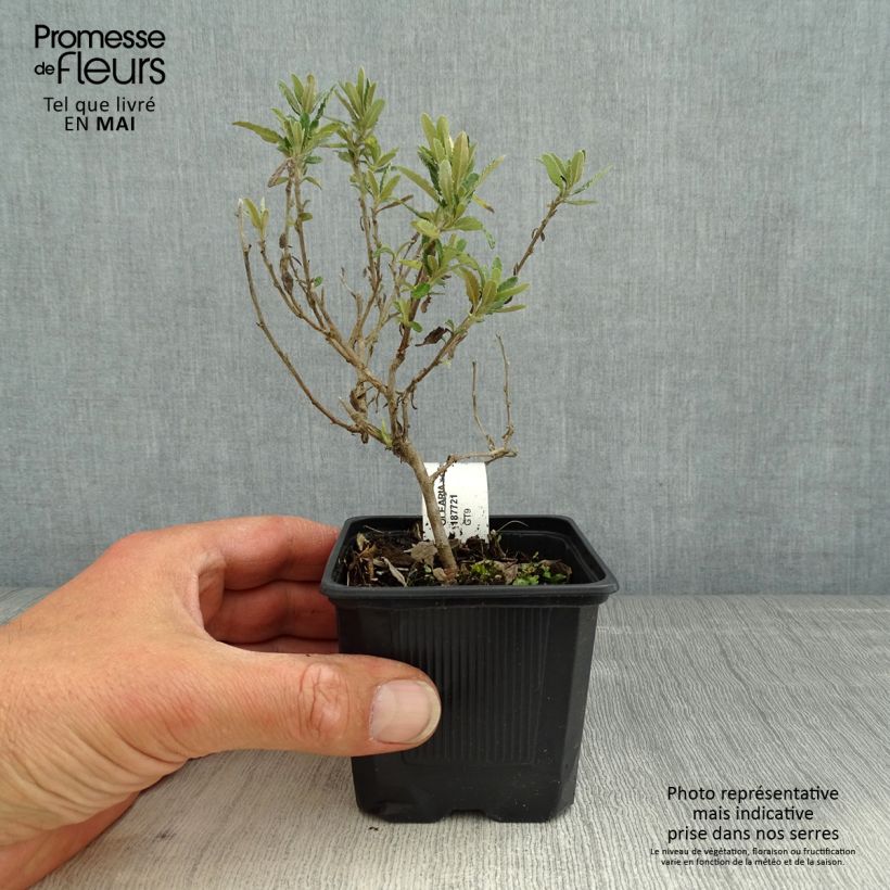 Olearia  scilloniensis Compacta - Daisy Bush 8/9 cm pot sample as delivered in spring