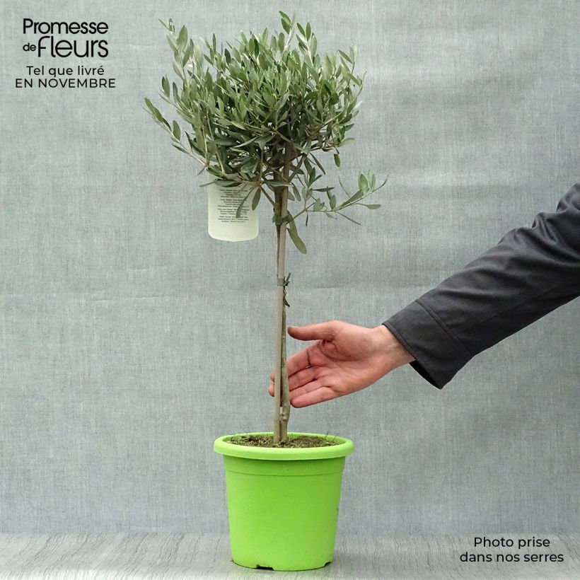 Olea europaea Stem - Olive 2L/3L pot sample as delivered in autumn