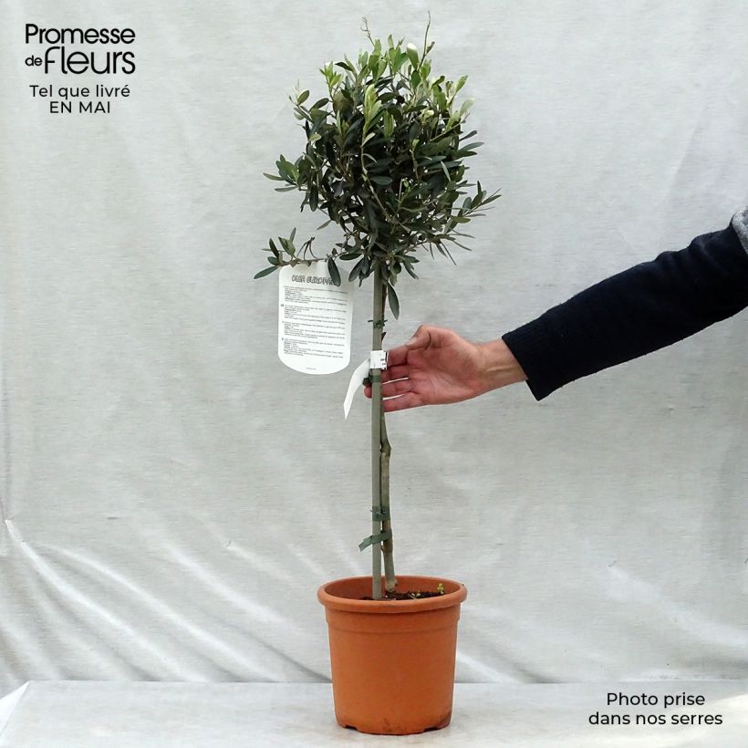 Olea europaea Stem - Olive 4L/5L pot, Quarter standard sample as delivered in spring
