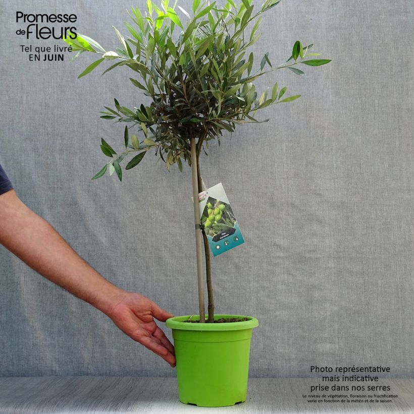 Olea europaea Stem - Olive 2L/3L pot, Quarter standard (rose) sample as delivered in summer