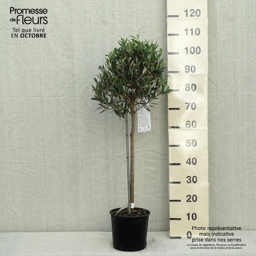 Olea europaea Stem - Olive 4L/5L pot sample as delivered in autumn