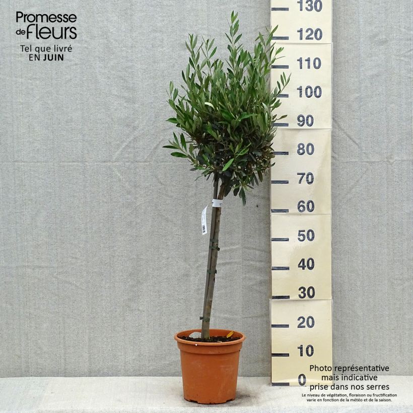 Olea europaea Stem - Olive 4L/5L pot, Quarter standard sample as delivered in summer