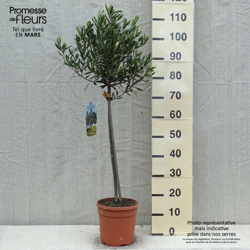 Olea europaea Stem - Olive 7.5L/10L pot, Half standard sample as delivered in spring