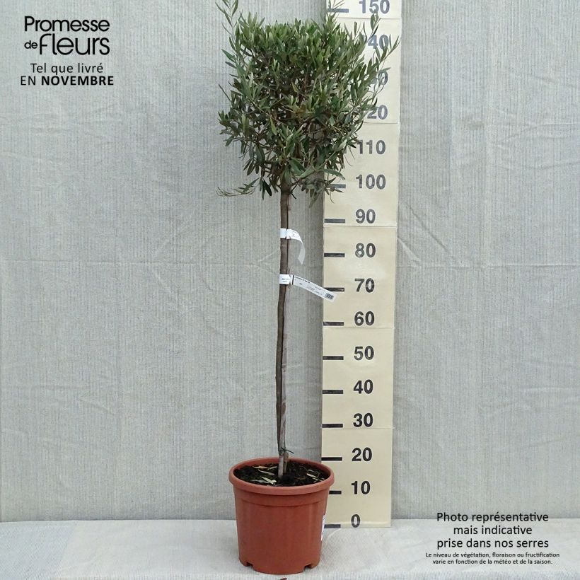 Olea europaea Stem - Olive 7.5L/10L pot sample as delivered in autumn
