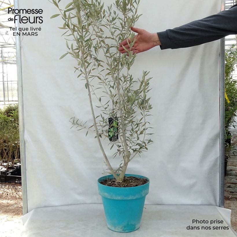 Olea europaea - Olive 7.5L/10L pot sample as delivered in spring