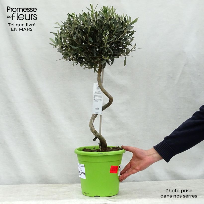 Olea europaea Stem - Olive 4L/5L pot, Standard sample as delivered in spring