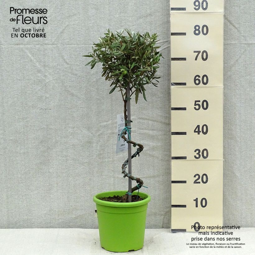 Olea europaea Stem - Olive 4L/5L pot sample as delivered in autumn