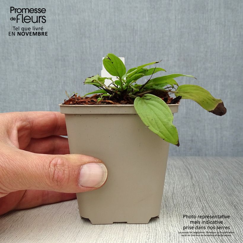 Omphalodes cappadocica Cherry Ingram 8/9 cm pot sample as delivered in autumn