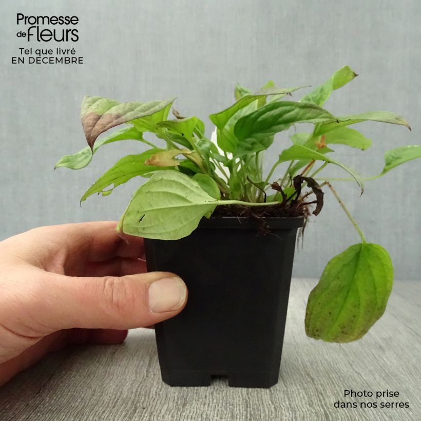 Omphalodes cappadocica Cherry Ingram 8/9 cm pot sample as delivered in winter