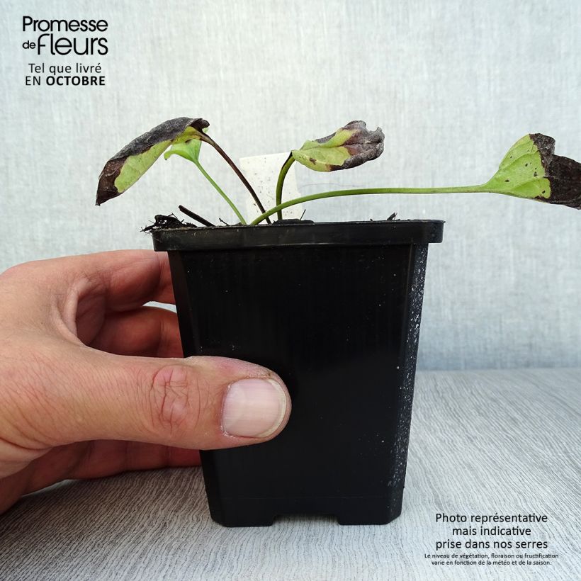 Omphalodes verna Alba 8/9 cm pot sample as delivered in autumn