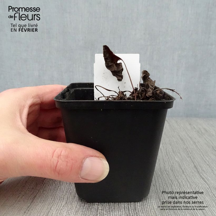 Omphalodes verna Alba 8/9 cm pot sample as delivered in winter