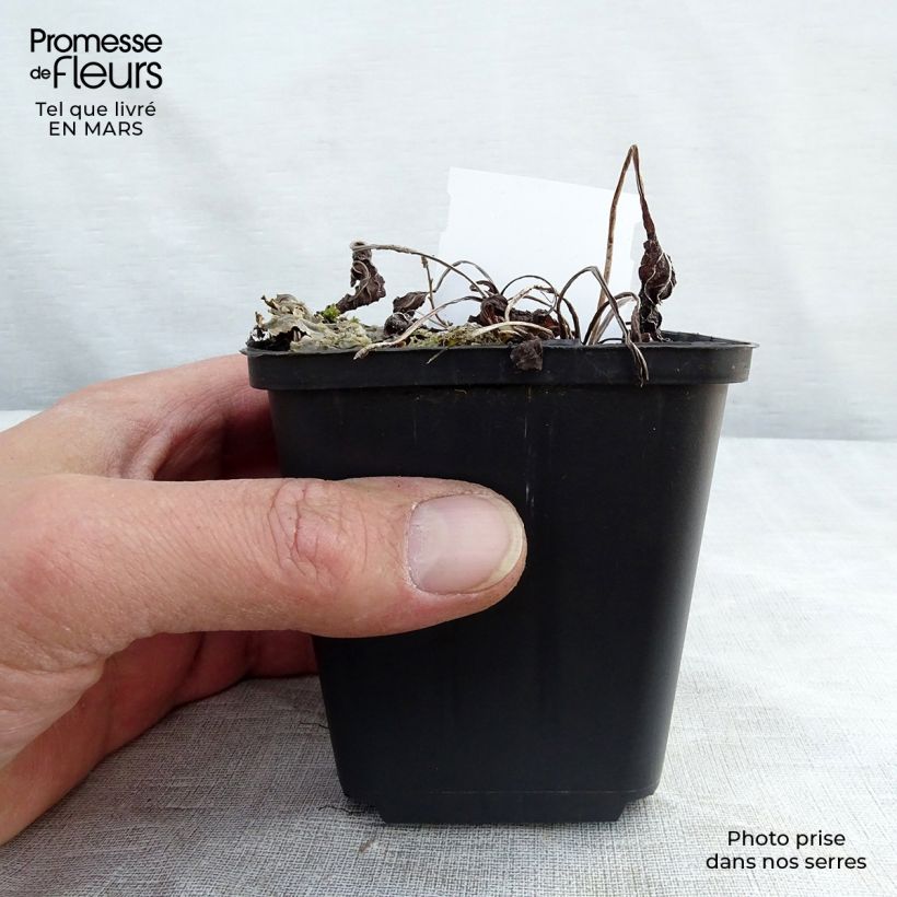 Omphalodes verna 8/9 cm pot sample as delivered in winter