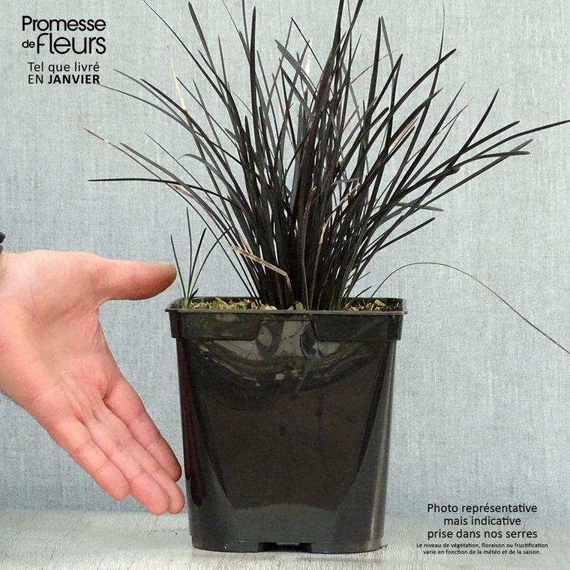 Ophiopogon planiscapus Hosoba Kokuryu 2L/3L pot sample as delivered in winter