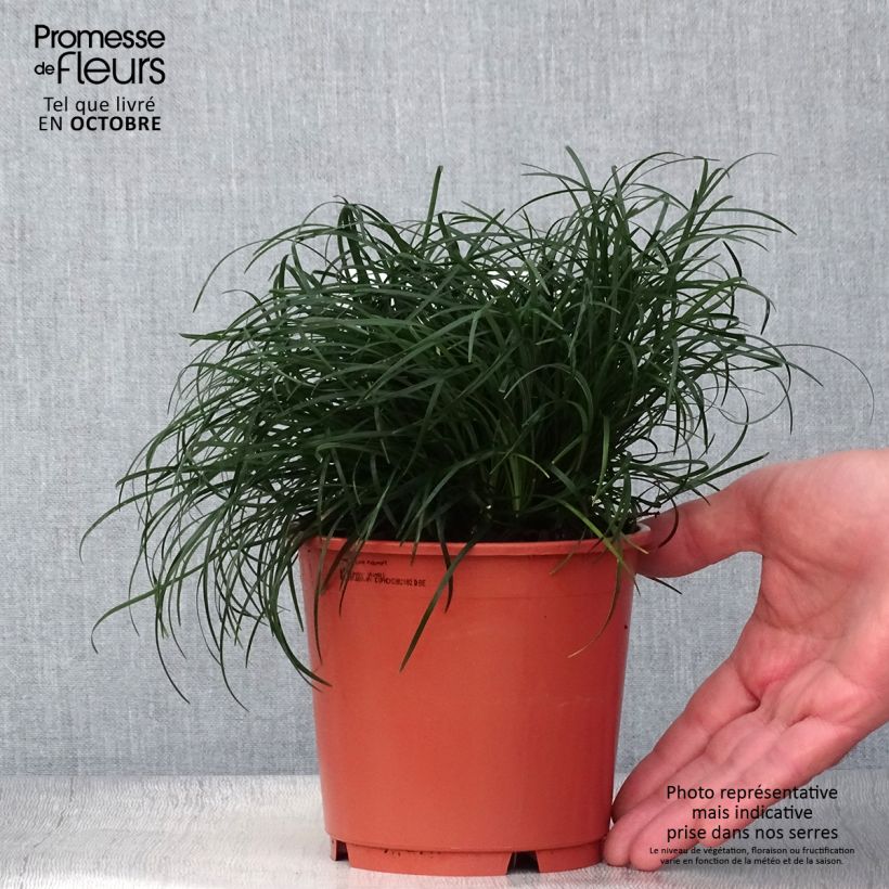Ophiopogon chingii 1L/1.5L pot sample as delivered in autumn