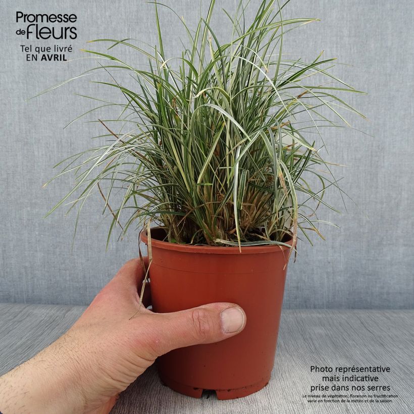 Ophiopogon japonicus Silver Mist 1L/1.5L pot sample as delivered in spring