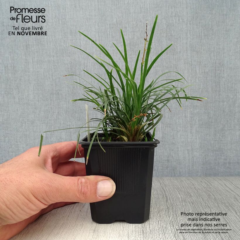 Ophiopogon japonicus 8/9 cm pot sample as delivered in autumn