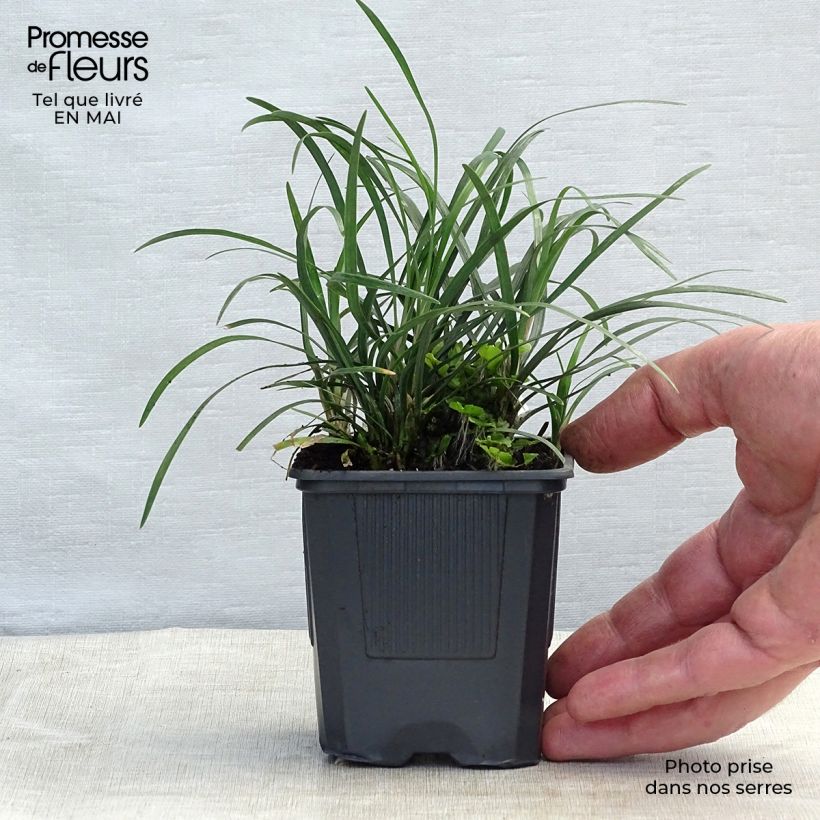 Ophiopogon japonicus 8/9 cm pot sample as delivered in spring