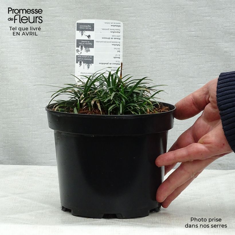 Ophiopogon japonicus 2L/3L pot sample as delivered in spring