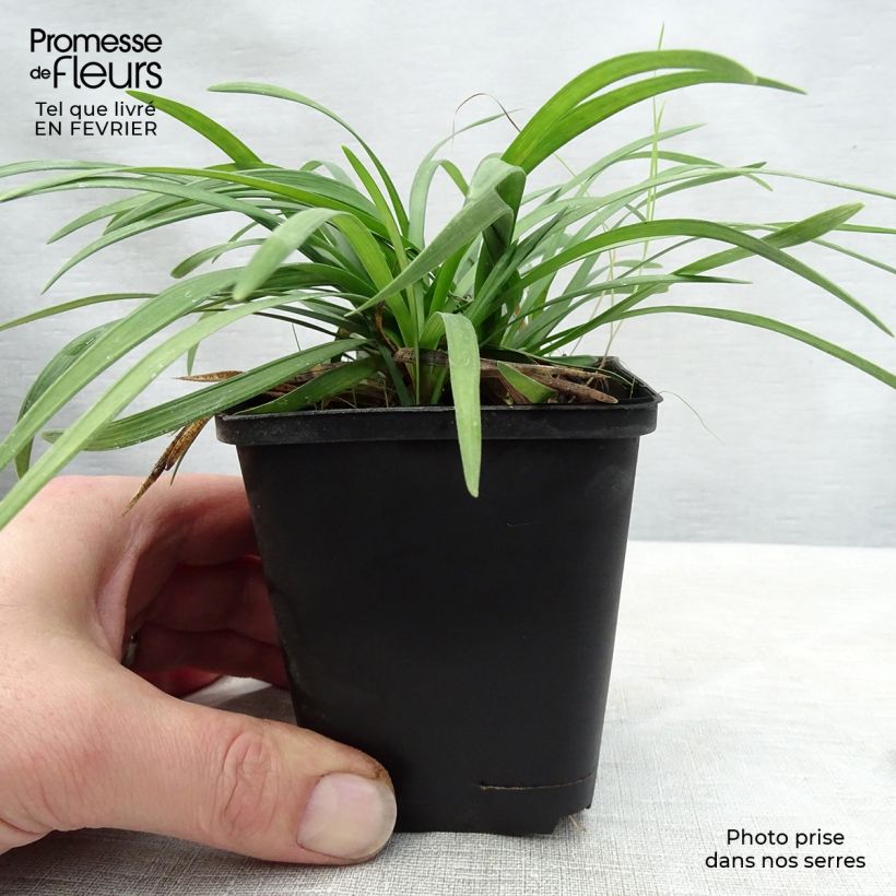 Ophiopogon planiscapus 8/9 cm pot sample as delivered in winter