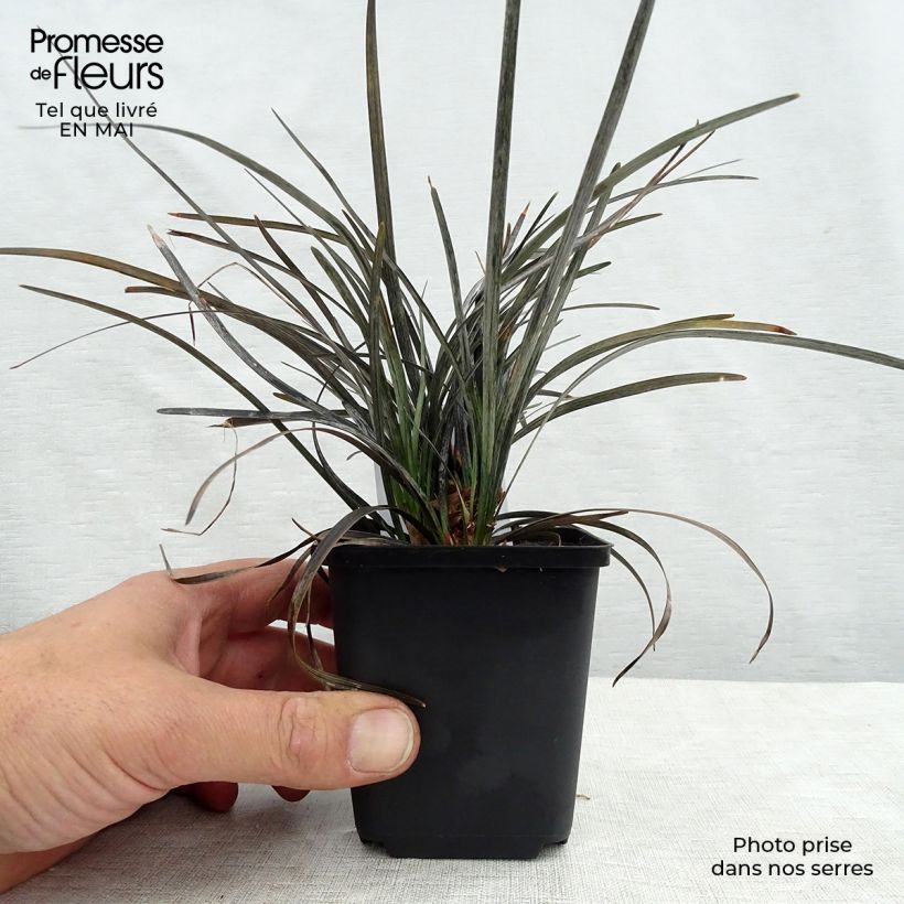 Black Ophiopogon - Ophiopogon planiscapus Nigrescens 8/9 cm pot sample as delivered in spring
