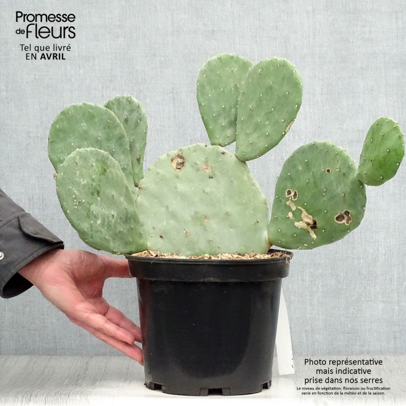 Opuntia cacanapa Ellisiana - Prickly Pear 4L/5L pot sample as delivered in spring