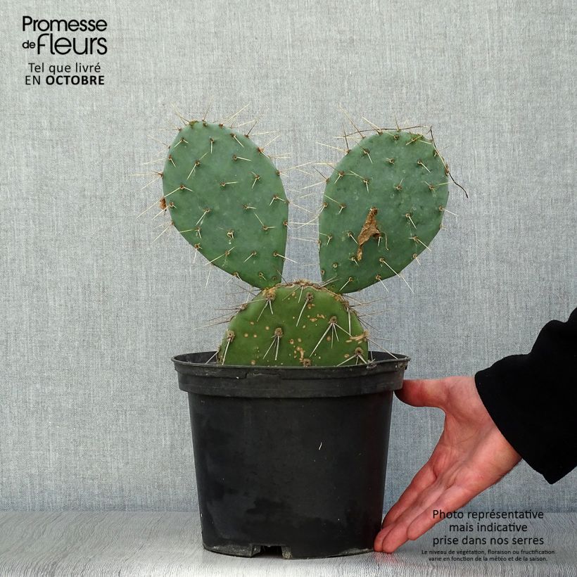 Opuntia discata - Prickly Pear 4L/5L pot sample as delivered in autumn