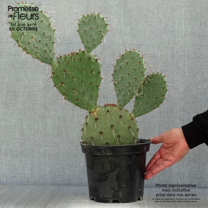 Opuntia dulcis - Prickly Pear 4L/5L pot sample as delivered in autumn