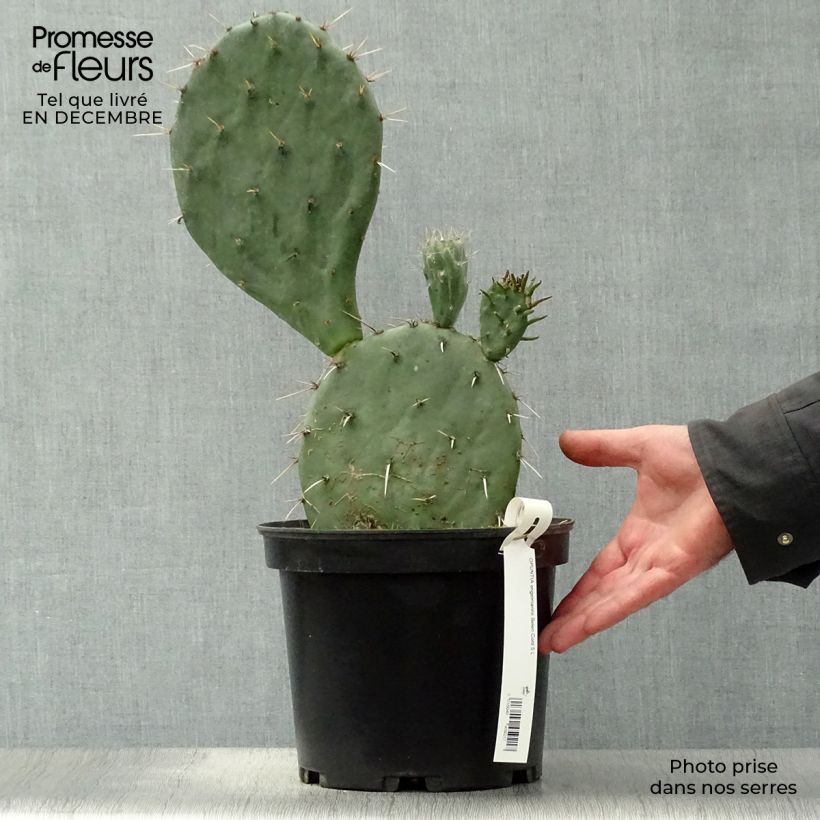 Opuntia engelmannii Belen - Prickly Pear 4L/5L pot sample as delivered in winter