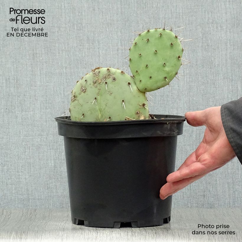 Opuntia engelmannii - Prickly Pear 4L/5L pot sample as delivered in winter