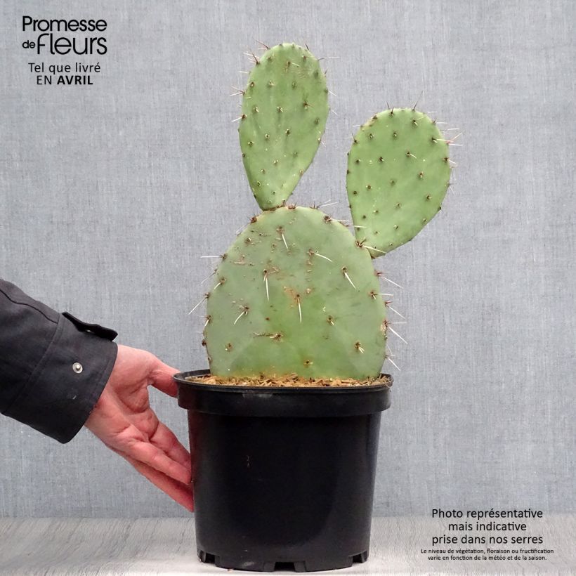 Opuntia engelmannii - Prickly Pear 4L/5L pot sample as delivered in spring