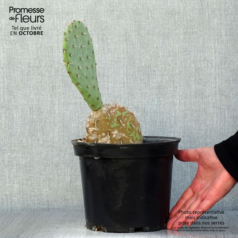 Opuntia engelmannii - Prickly Pear 4L/5L pot sample as delivered in autumn